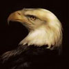 yzyfoby's Avatar
